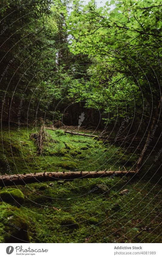 Umgefallener Baum in ruhigem Wald Landschaft Boden Moos grün Kofferraum Natur Umwelt malerisch Wildnis Gras Hain Saison Wachstum Vegetation Pflanze tot niemand