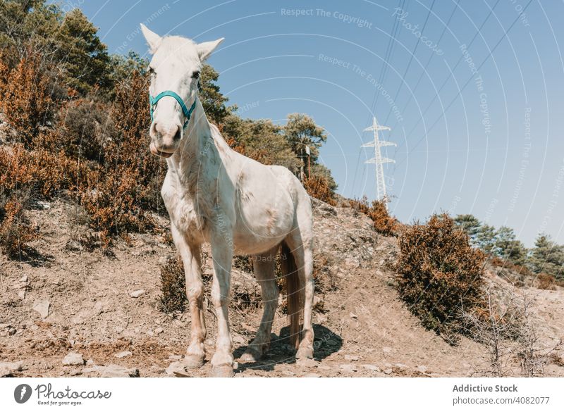 Weißes Pferd am Berghang Hügel Landschaft sonnig tagsüber Himmel wolkenlos ländlich Natur weiß Herbst Saison fallen Harmonie idyllisch Windstille ruhig