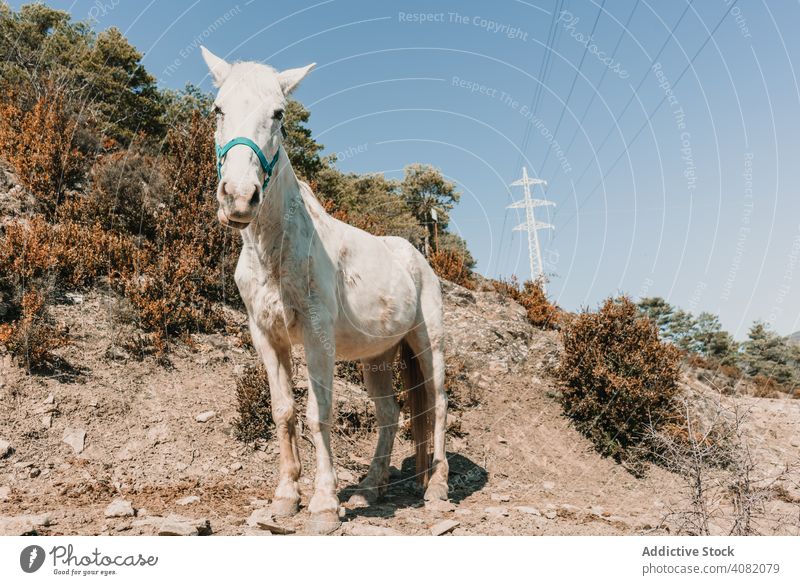 Weißes Pferd am Berghang Hügel Landschaft sonnig tagsüber Himmel wolkenlos ländlich Natur weiß Herbst Saison fallen Harmonie idyllisch Windstille ruhig