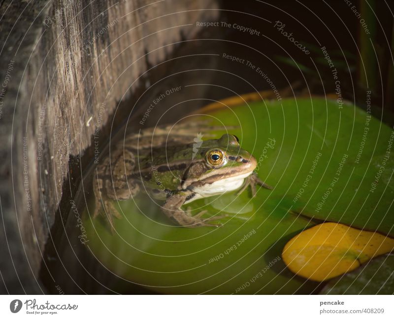 cool bleiben Natur Pflanze Tier Sommer Wildtier Frosch 1 Zeichen Coolness einfach Flüssigkeit kalt niedlich schleimig grün Seerosenblatt Teich Weinfass Garten