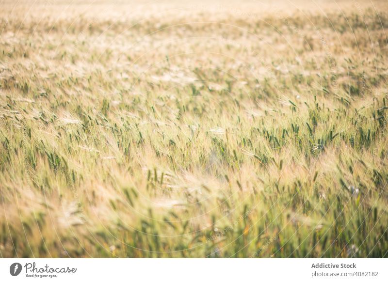 Rüttelndes hohes Gras in ländlichem Feld winkend Wackeln Wind natürlich Natur Licht sonnig Saison Ackerbau im Freien blasend Botanik Hintergrund Sommer Wiese