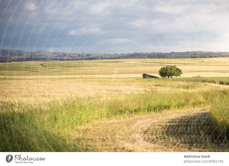 Ländliches Terrain mit goldenen Feldern Tal Bereiche ländlich Landschaft Natur schön natürlich Saison Weide Highlands Himmel Wolken Ackerbau Wiese im Freien