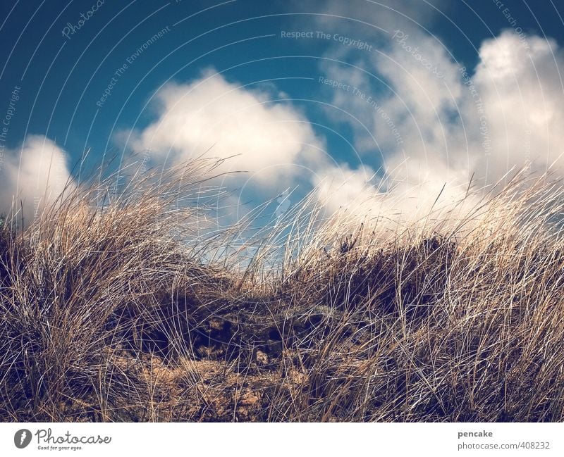 Rømø | nordrausch Natur Landschaft Sommer Gras Küste Nordsee Sand Zeichen authentisch Coolness fantastisch frech Unendlichkeit heiß blau gold Dünengras Luft