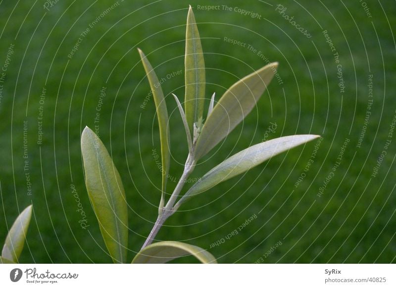 Olivenzweig Blatt Baum Zweig Ast