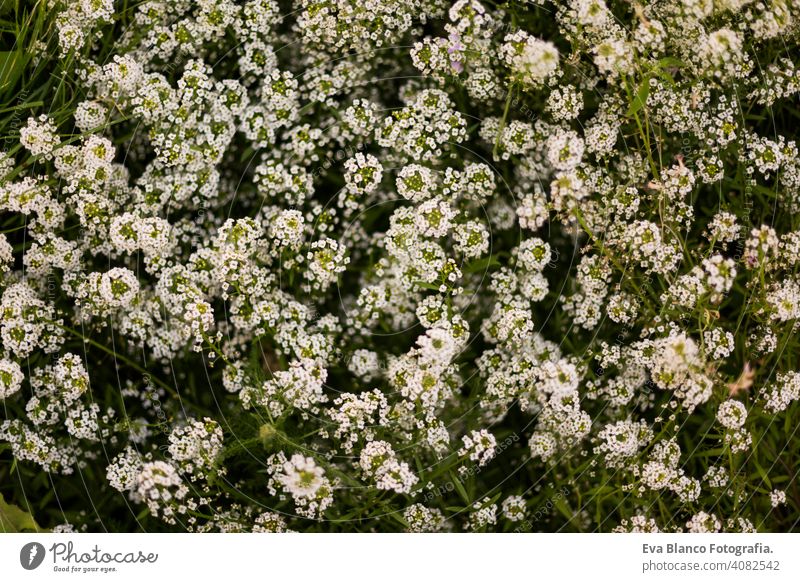 Draufsicht auf eine grüne und weiße Pflanze mit Blumen. Frühling oder Sommerzeit. Natur Wiese Blütenblatt Überstrahlung Flora hell wachsen Sonnenschein Saison