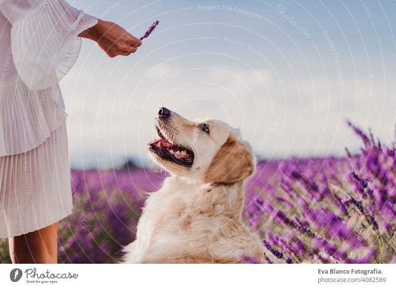 Adorable Golden Retriever Hund in Lavendelfeld bei Sonnenuntergang mit ihrem Besitzer. Schönes Porträt des jungen Hundes. Haustiere im Freien und Lifestyle