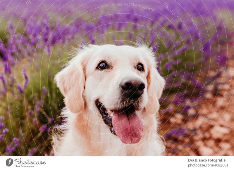 Adorable Golden Retriever Hund in Lavendelfeld bei Sonnenuntergang. Schönes Porträt eines jungen Hundes. Haustiere im Freien und Lifestyle Reinrassig Wiese