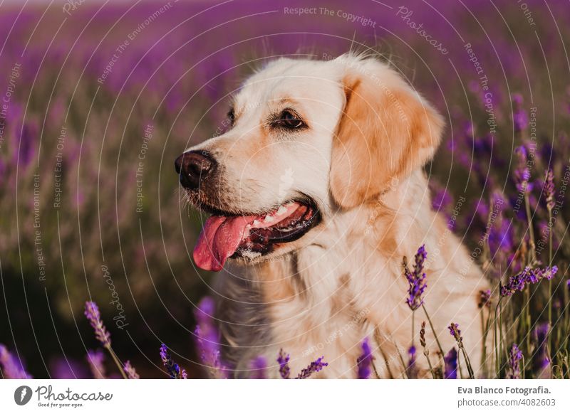 Adorable Golden Retriever Hund in Lavendelfeld bei Sonnenuntergang. Schönes Porträt eines jungen Hundes. Haustiere im Freien und Lifestyle Reinrassig Wiese