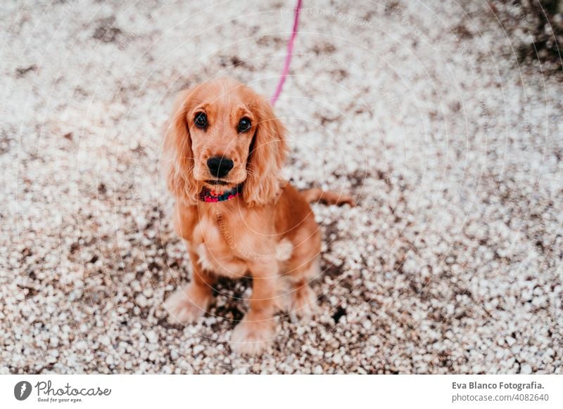 Porträt von niedlichen Welpen Cocker Spaniel Hund im Freien Spaziergang laufen anleinen Frau Haustier Park sonnig Liebe Umarmung Lächeln Kuss züchten Reinrassig