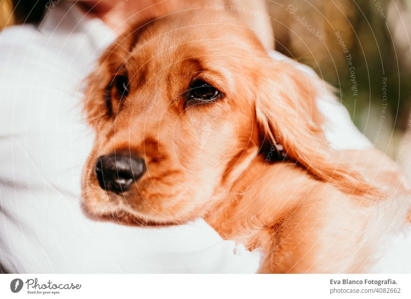 junge Frau und ihr süßer Welpe Cocker Spaniel Hund im Freien in einem Park. Sonniges Wetter. Haustier sonnig Liebe Umarmung Lächeln Kuss züchten Reinrassig