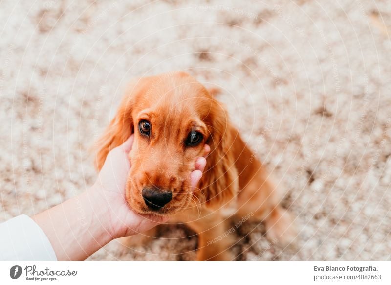 Frau hält Kopf des niedlichen Welpen Cocker Spaniel Hund. Liebe für Tiere Konzept Haustier Park sonnig im Freien Umarmung Lächeln Kuss züchten Reinrassig jung