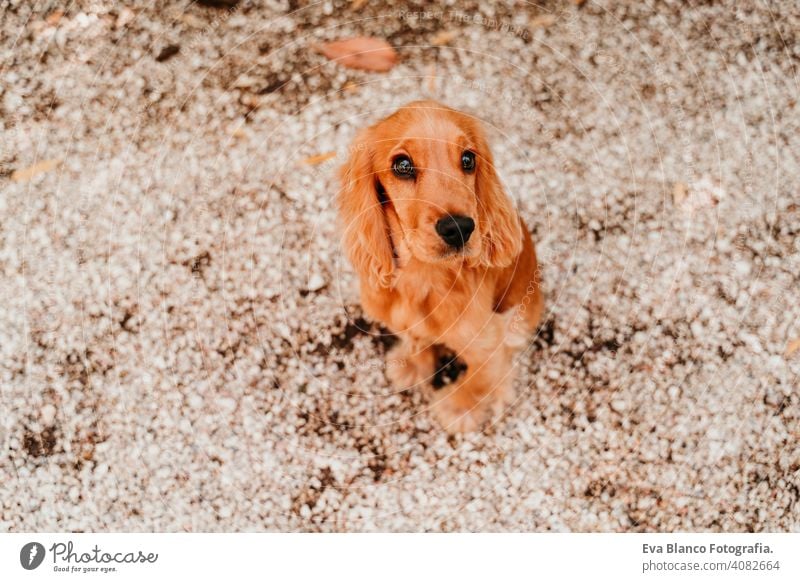 Porträt von niedlichen Welpen Cocker Spaniel Hund im Freien Frau Haustier Park sonnig Liebe Umarmung Lächeln Kuss züchten Reinrassig jung schön blond braun