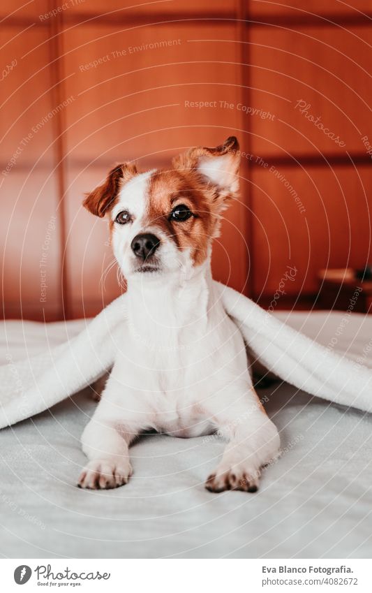 niedlichen kleinen Jack Russell Hund ruht auf Bett an einem sonnigen Tag mit einer Decke bedeckt jack russell schlafen müde ruhen aussruhen Augen geschlossen