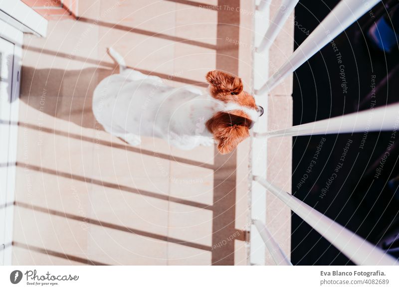 niedlichen Hund stehend an einem sonnigen Tag auf einem Balkon Terrasse jack russell Terrier im Freien Haus zuschauend niemand Porträt träumen 1 Tier Hündchen