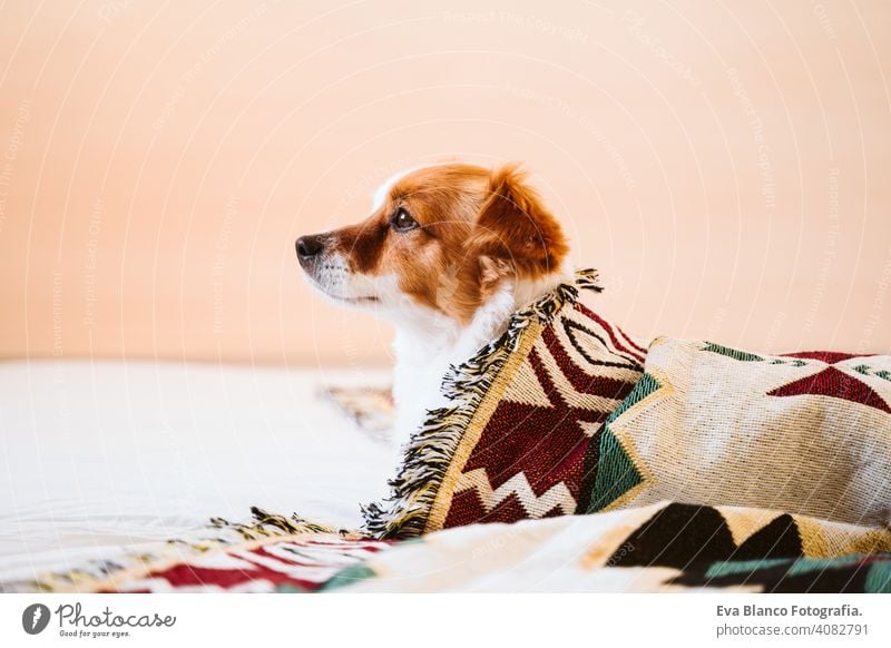 süßer Jack Russell Hund, der mit einer ethnischen Decke bedeckt ist und zu Hause auf dem Bett liegt. Lebensstil im Haus jack russell Haustier Deckung heimwärts