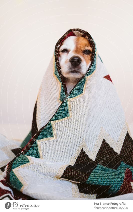 süßer Jack-Russell-Hund, der mit einer ethnischen Decke bedeckt ist und zu Hause auf dem Bett sitzt. Lebensstil im Haus jack russell Haustier Deckung heimwärts