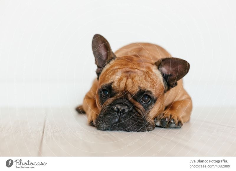 Porträt von niedlichen braunen französischen Bulldogge zu Hause und Blick auf die Kamera. Lustiger und verspielter Ausdruck. Haustiere im Haus und Lifestyle