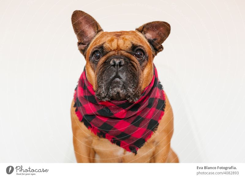 niedliche braune französische Bulldogge sitzt auf dem Bett zu Hause und schaut in die Kamera. Lustiger und verspielter Ausdruck. Haustiere im Haus und Lifestyle