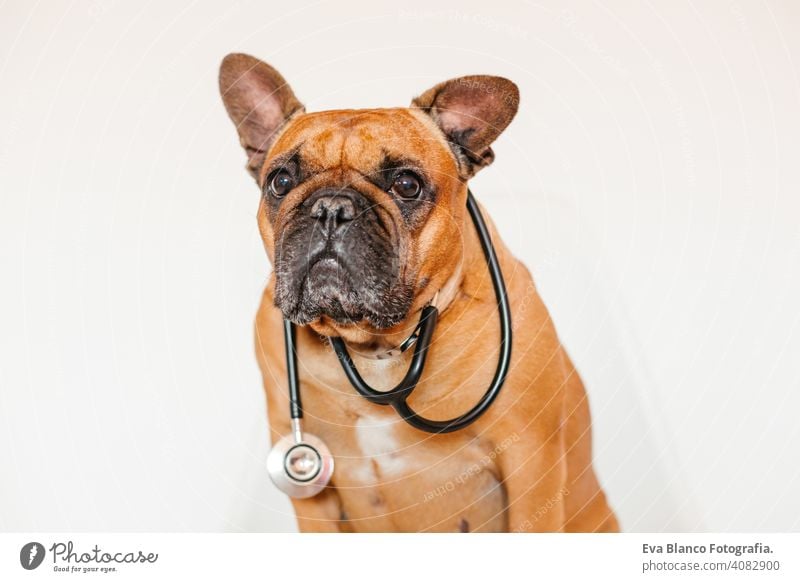 süße braune französische Bulldogge sitzt auf einem Stuhl zu Hause. Das Tragen eines Tierarztes Stethoskop. Haustiere Pflege und Tierarzt Konzept bezaubernd Baby