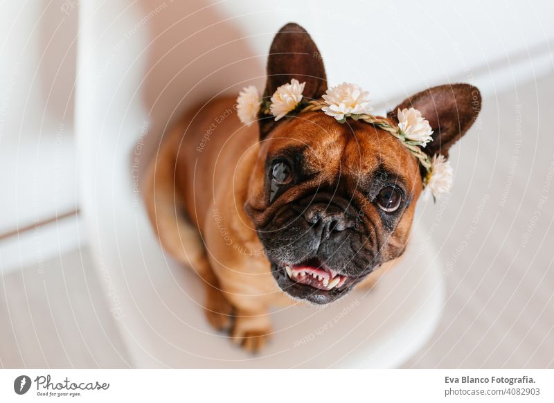 süße braune französische Bulldogge auf dem Bett zu Hause liegen. Das Tragen einer schönen weißen Kranz von Blumen. Haustiere im Haus und Lebensstil bezaubernd