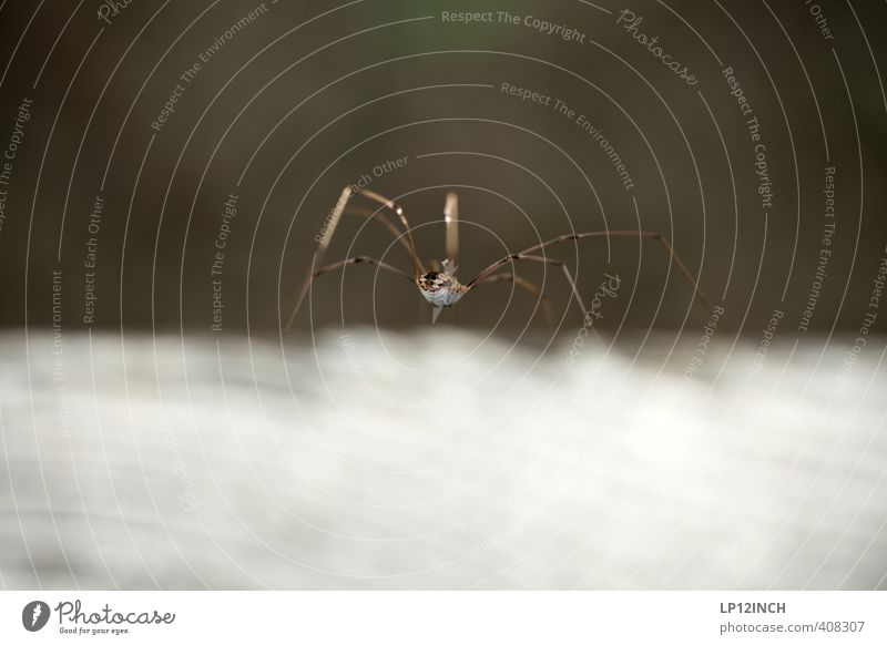 Der Arsch vom Spinne(r) 1 Tier krabbeln Ekel elegant Angst Insekt Jagd warten Beine Farbfoto Außenaufnahme Nahaufnahme Makroaufnahme Textfreiraum oben