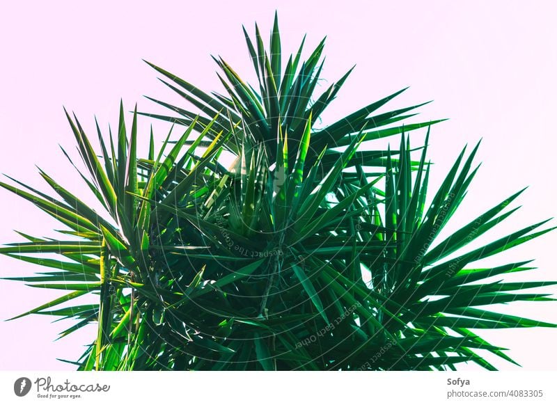 Abstrakter botanischer Hintergrund mit Palme gegen den Himmel Blatt Handfläche grün Pflanze Textur Muster Tapete Laubwerk Sommer abstrakt Natur dunkel Frühling