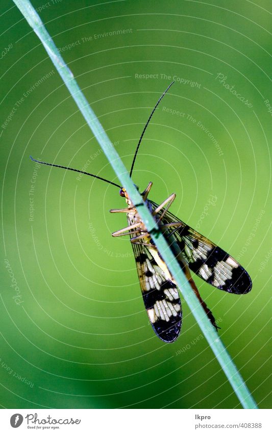 Vorderseite der Wildfliege Mecoptera Skorpionfliege Panorpa P Sommer Garten Natur Pflanze Blatt Weiche Fluggerät Behaarung Schmetterling Pfote Tropfen wild