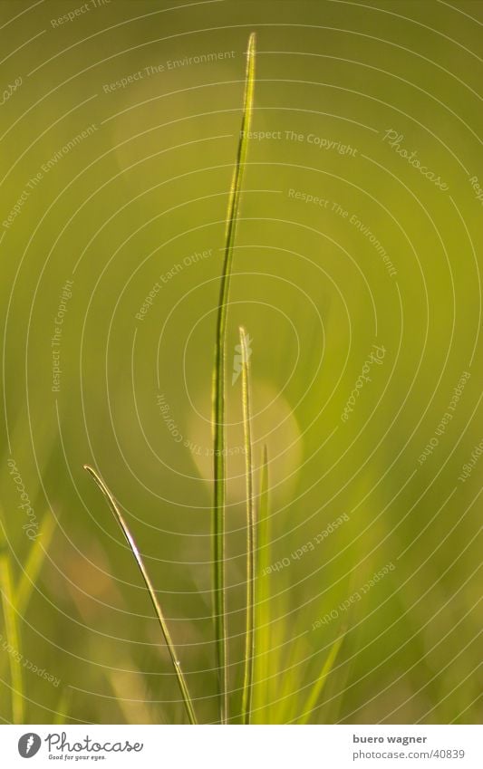 Grashalm Natur Pflanze Frühling Halm Wiese natürlich grün ruhig authentisch ästhetisch Farbe Umwelt Farbfoto Außenaufnahme Detailaufnahme Menschenleer Morgen