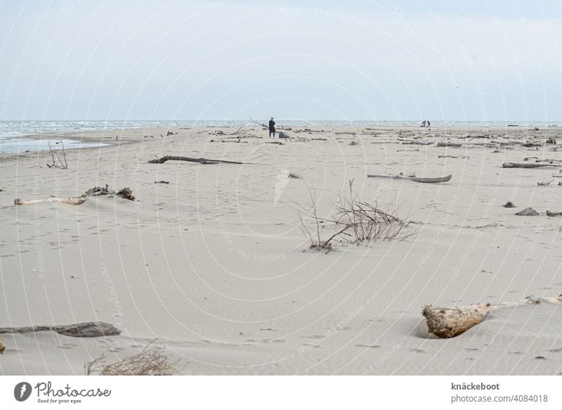 Mittelmeerstrand am Rhônedelta Meer Wasser Strand Treibholz Natur Küste Sand Holz Südfrankreich