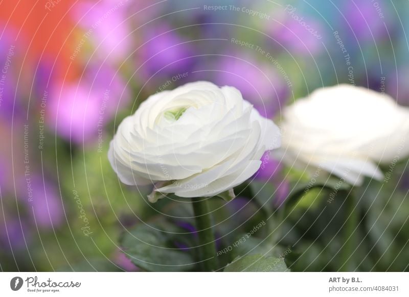 weiße Ranunkel vor buntem Hintergrund erste vorderste ranunkel blume blüten reinheit frühling farben lila grün gartenjahreszeit blühen erblüht aufgeblüht