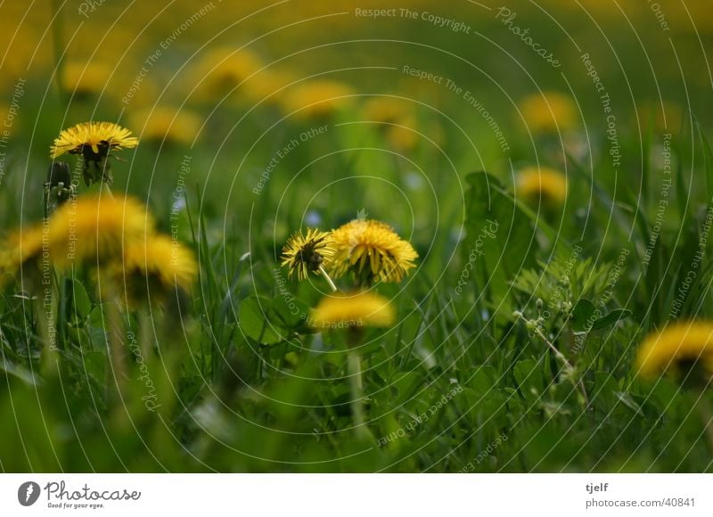 löwenzahn Wiese Blume Löwenzahn Gras gelb grün Detailaufnahme Nahaufnahme Makroaufnahme