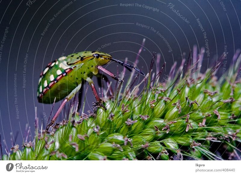 Seite der wilden Hemiptera-Fliege Nezara Virdula Hete Sommer Garten Natur Pflanze Blume Blatt Weiche Fluggerät Behaarung Schmetterling Pfote Tropfen Blühend