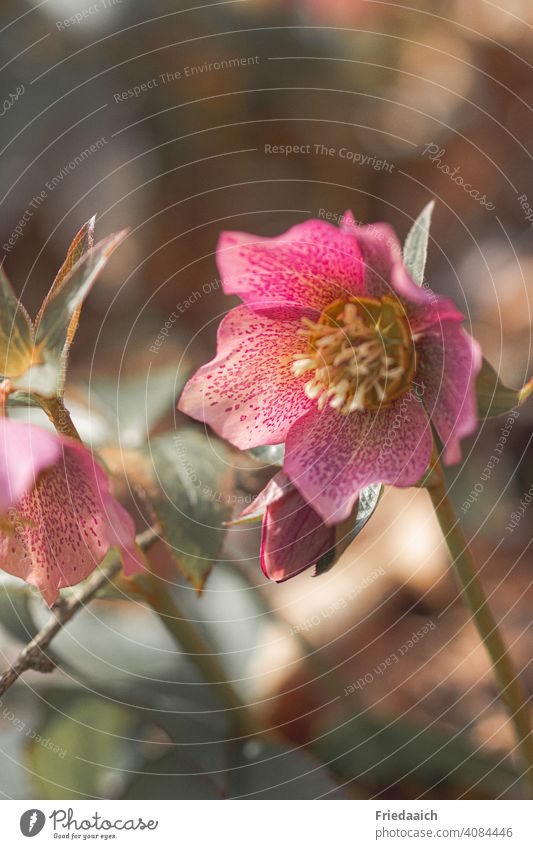 Lenzrosen im Wald Blumen pink Blüte Nahaufnahme Frühling Natur Farbfoto farbenfroh Blühend Außenaufnahme rosa natürlich