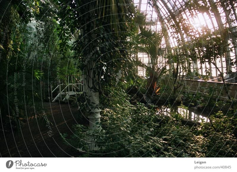 Palmenhaus grün Licht Urwald Wasser Pflanze Brücke Wege & Pfade