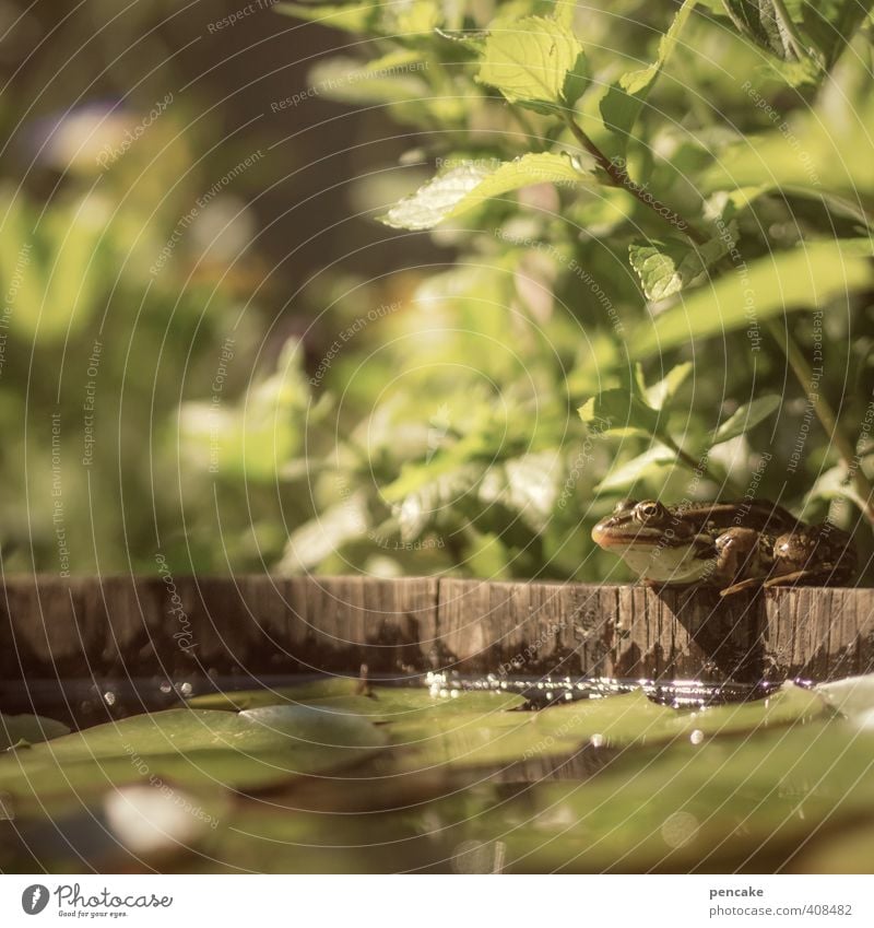 froschperspektive Natur Pflanze Urelemente Wasser Sommer Schönes Wetter Grünpflanze Garten Teich Wildtier Frosch 1 Tier Zeichen Bekanntheit frisch klein