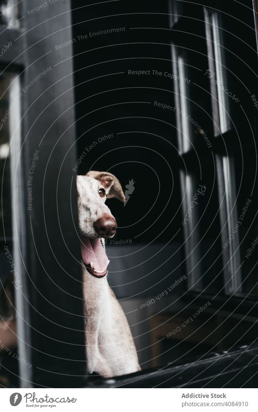 Niedlicher Hund schaut durch das Fenster heimwärts Glas Haustier Reinrassig spanischer Windhund Tier Eckzahn heimisch Warten anschauend Freund gehorsam loyal