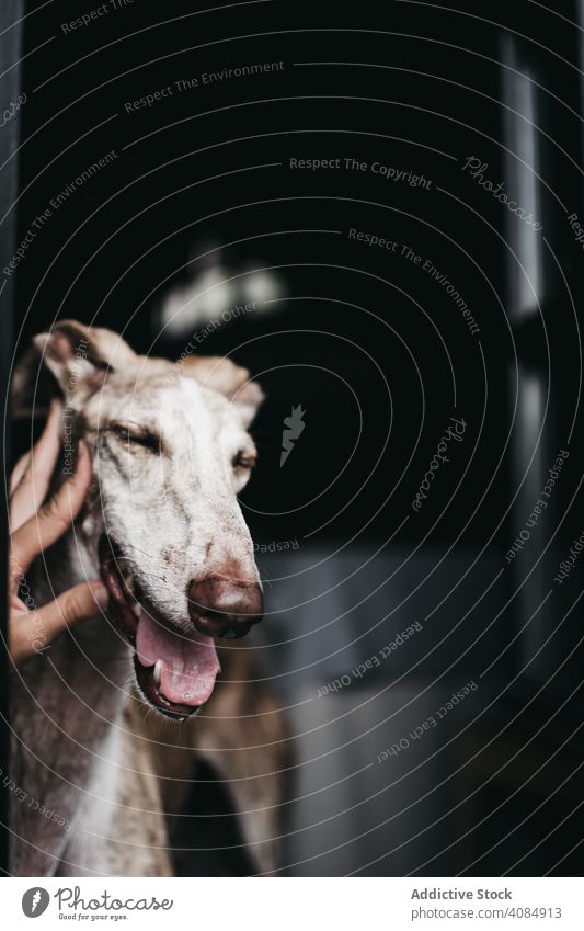 Niedlicher Hund schaut durch das Fenster heimwärts Glas Haustier Reinrassig spanischer Windhund Tier Eckzahn heimisch Warten anschauend Freund gehorsam loyal