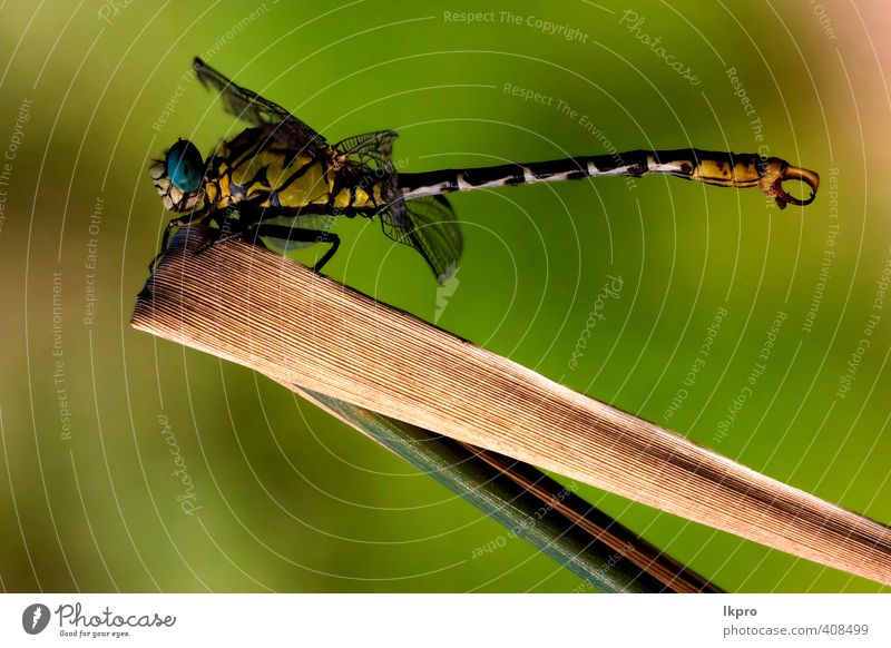 von wildgelbem schwarzem Luftwiderstand. Sommer Garten Natur Pflanze Blatt Weiche Pfote Linie braun grau grün weiß Farbe Sympetrum Fonscolombiii