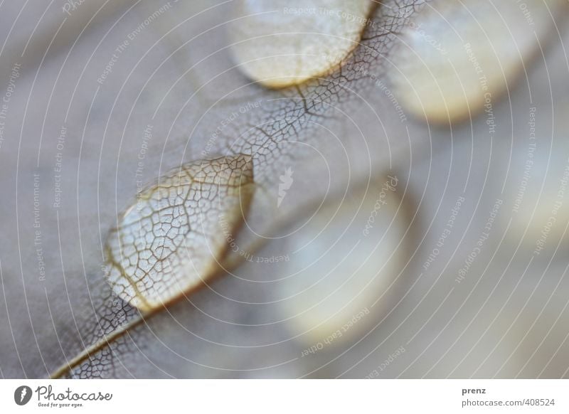 Tropfen Umwelt Natur Wasser Wassertropfen Regen Blatt blau grau Blattadern Farbfoto Außenaufnahme Nahaufnahme Makroaufnahme Menschenleer Textfreiraum links Tag