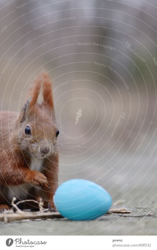 Guten Morgen Umwelt Natur Tier Wildtier 1 blau braun Eichhörnchen Interesse interessant Neugier Osterei Ostern Farbfoto Außenaufnahme Menschenleer