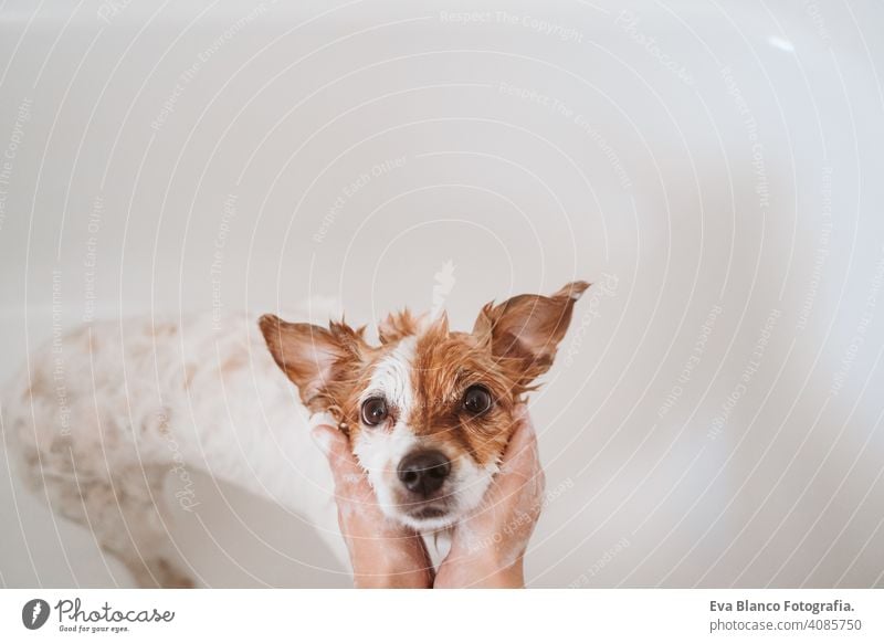 süßer reizender kleiner Hund, nass in der Badewanne, sauberer Hund. Frau, die ihren Hund wäscht. Haustiere im Haus jack russell Dusche Sauberkeit niedlich