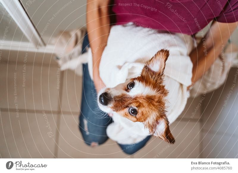 junge Frau, die ihren süßen kleinen Jack-Russell-Hund mit Handtuch zu Hause trocknet trocknen jack russell Bad Dusche Sauberkeit niedlich heimwärts