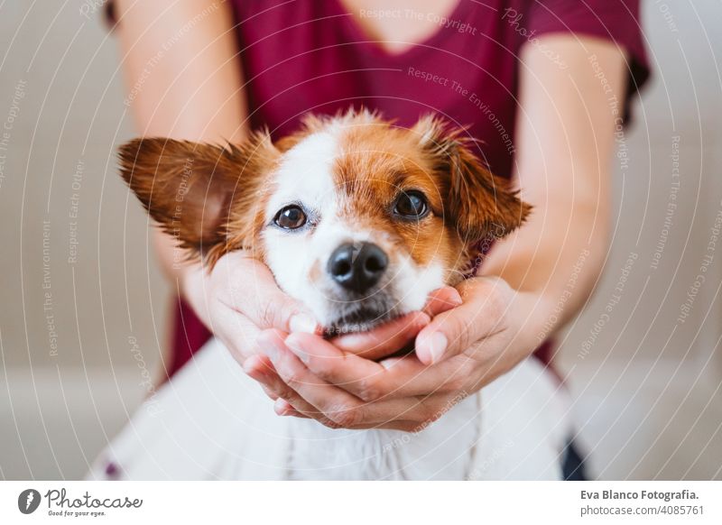 junge Frau, die ihren süßen kleinen Jack-Russell-Hund mit Handtuch zu Hause trocknet trocknen jack russell Bad Dusche Sauberkeit niedlich heimwärts