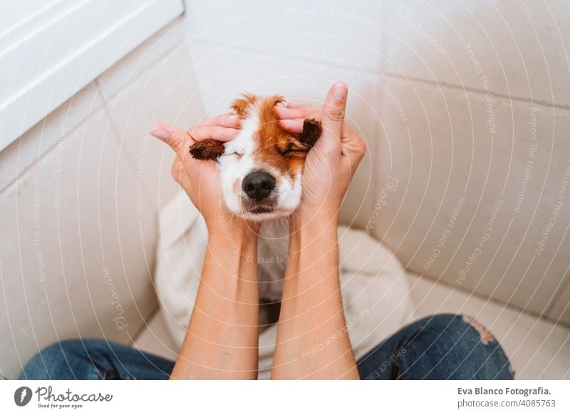 junge Frau, die ihren süßen kleinen Jack-Russell-Hund mit Handtuch zu Hause trocknet trocknen jack russell Bad Dusche Sauberkeit niedlich heimwärts