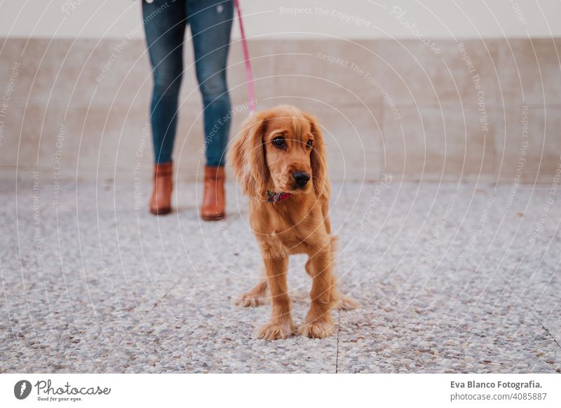 Junge Frau auf der Straße zu Fuß mit ihrem niedlichen Cocker-Hund. Lifestyle im Freien mit Haustieren Freundschaft Großstadt schön laufen Lächeln Tier außerhalb