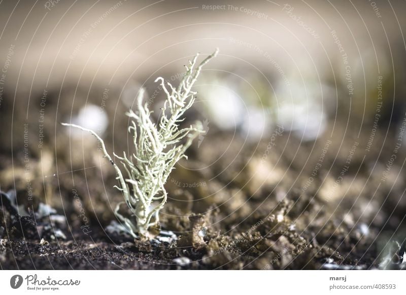 Miniaturkoralle Natur Pflanze Wildpflanze Flechten stehen dehydrieren Wachstum außergewöhnlich dunkel einfach klein natürlich braun Farbfoto Gedeckte Farben