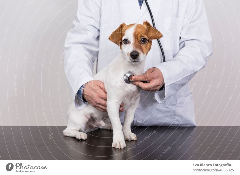 junger Tierarzt, der einen niedlichen kleinen Hund mit dem Stethoskop untersucht, isoliert auf weißem Hintergrund. Innenräume Medizin Besitzer männlich Klinik