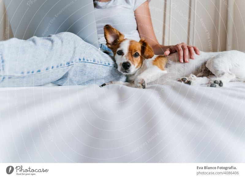 Junge kaukasische Frau auf dem Bett arbeitet am Laptop. Netter kleiner Hund liegt daneben. Liebe für Tiere und Technologie-Konzept. Lebensstil im Innenbereich