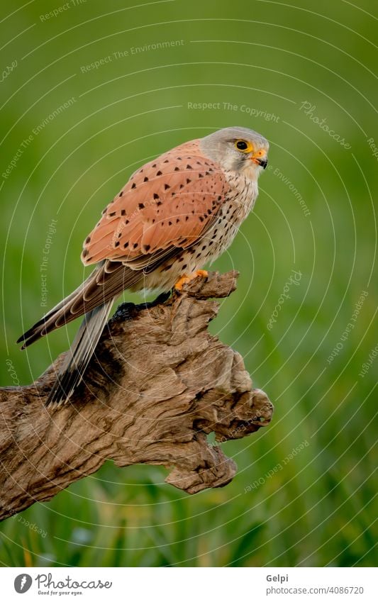 Schöner Greifvogel auf einem Stamm Falken Vogel Turmfalke wild Tierwelt allgemein Raptor Beute Falco Natur Tinnunculus Raubtier Feder Jäger Schnabel braun