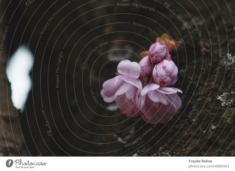 Rosa Kirschblüten und Knospen am Baumstamm rosa Frühling Blüte Kirsche Gegensätze zart